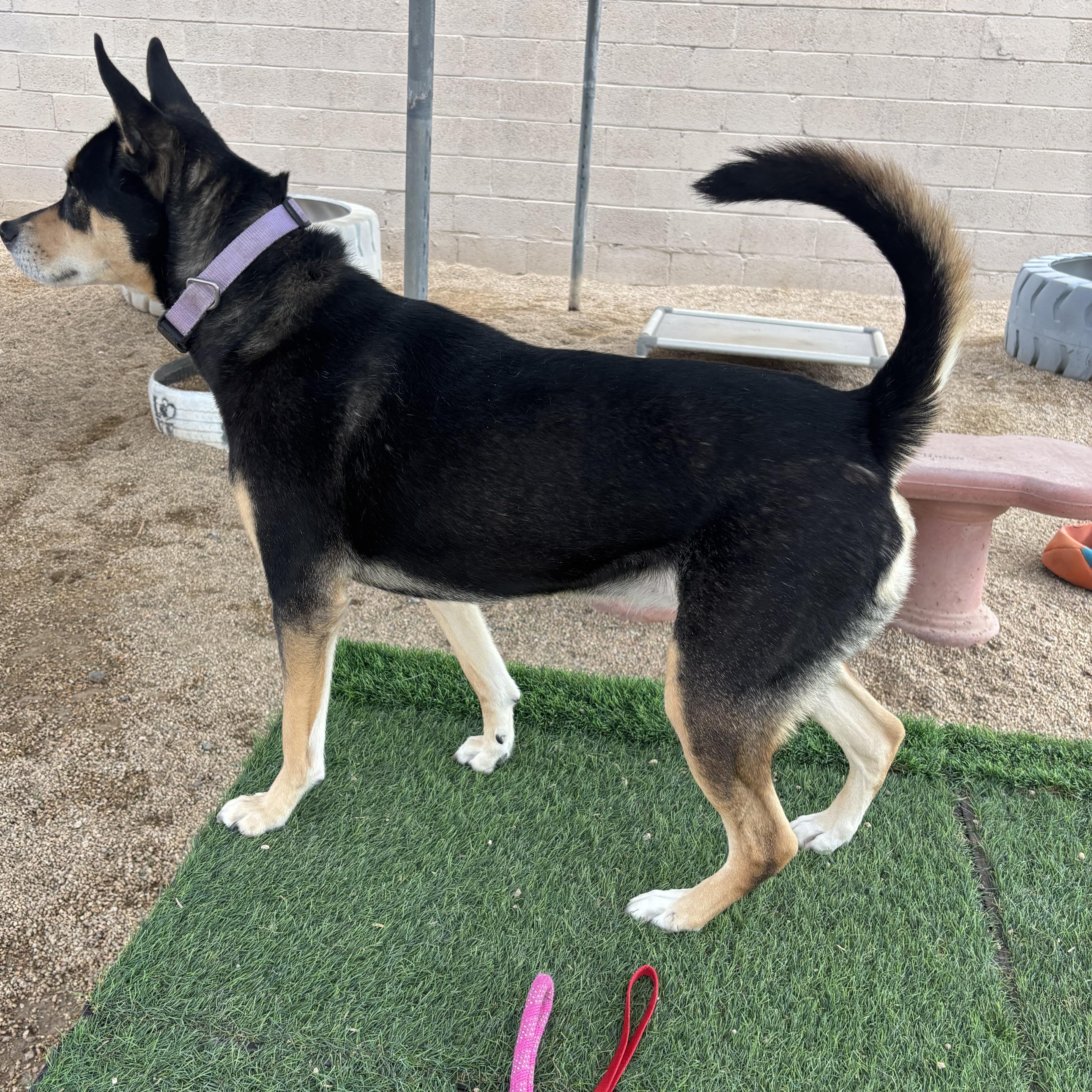 Enlarge Mavis, a Adoptable mixed breed in Phoenix, AZ image 5/5