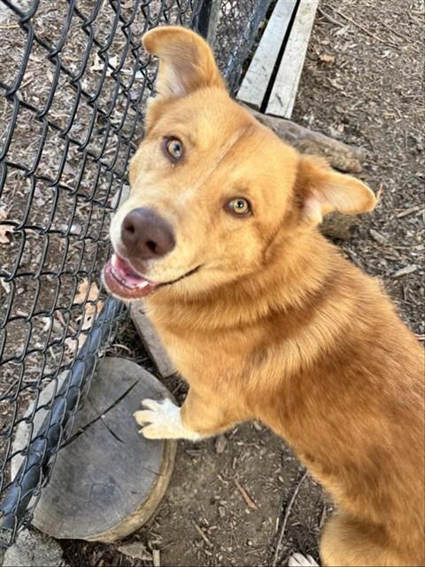 Enlarge JUNO, a Adoptable Chow Chow in Fremont, CA image 1/1