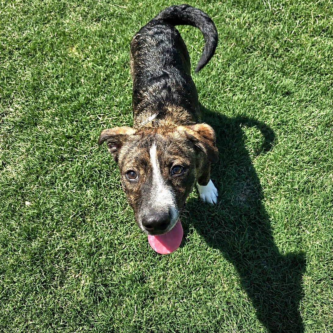 Enlarge Tony, a Adoptable mixed breed in Olympia, WA image 2/6