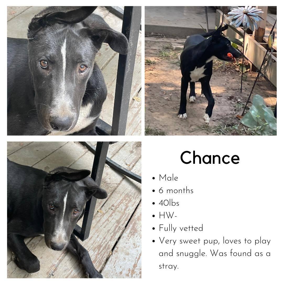 Chance, an adoptable Mixed Breed in Greenfield, TN_image-1