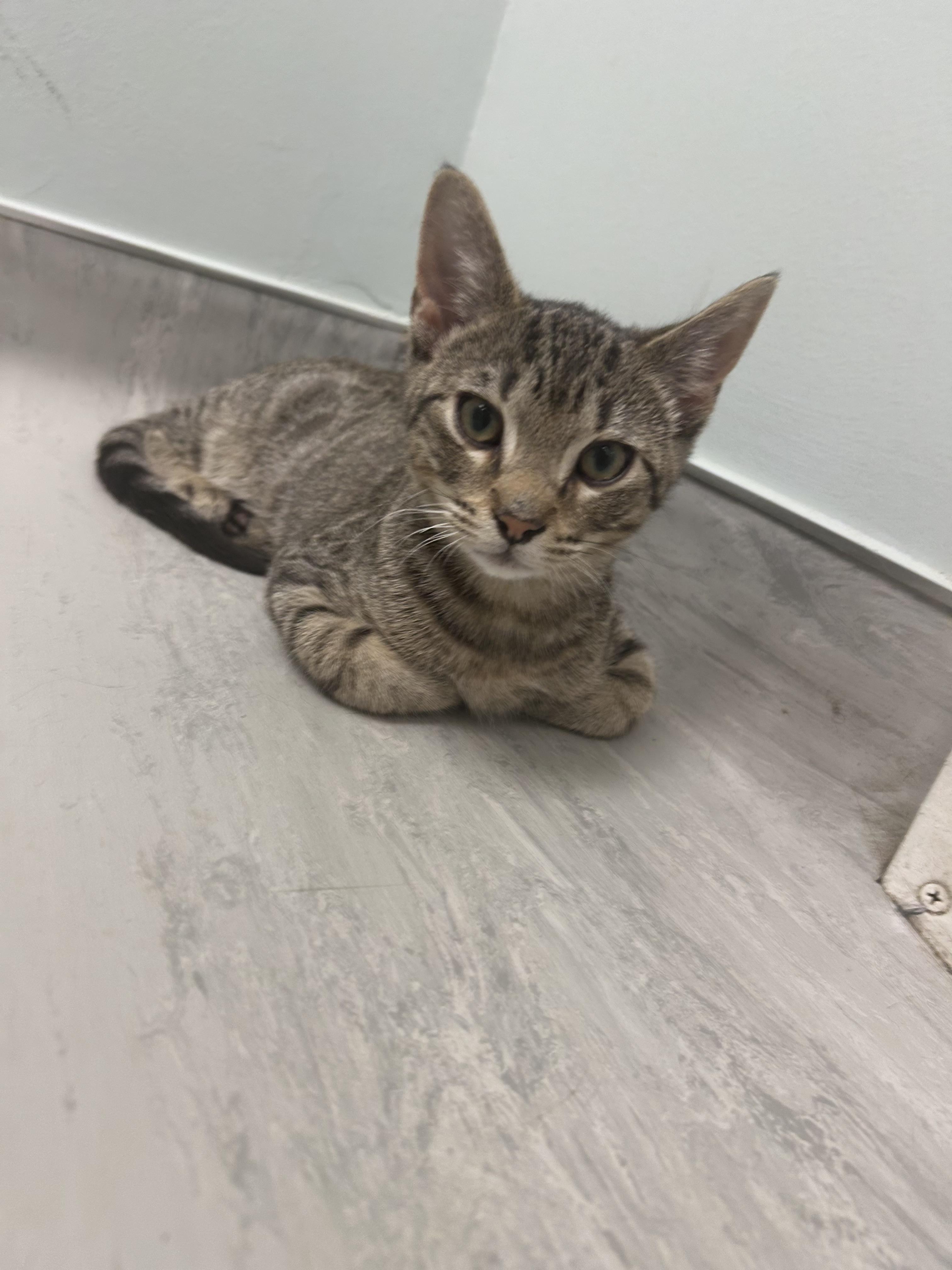 Hank, Adoptable, Young Male Domestic Medium Hair.