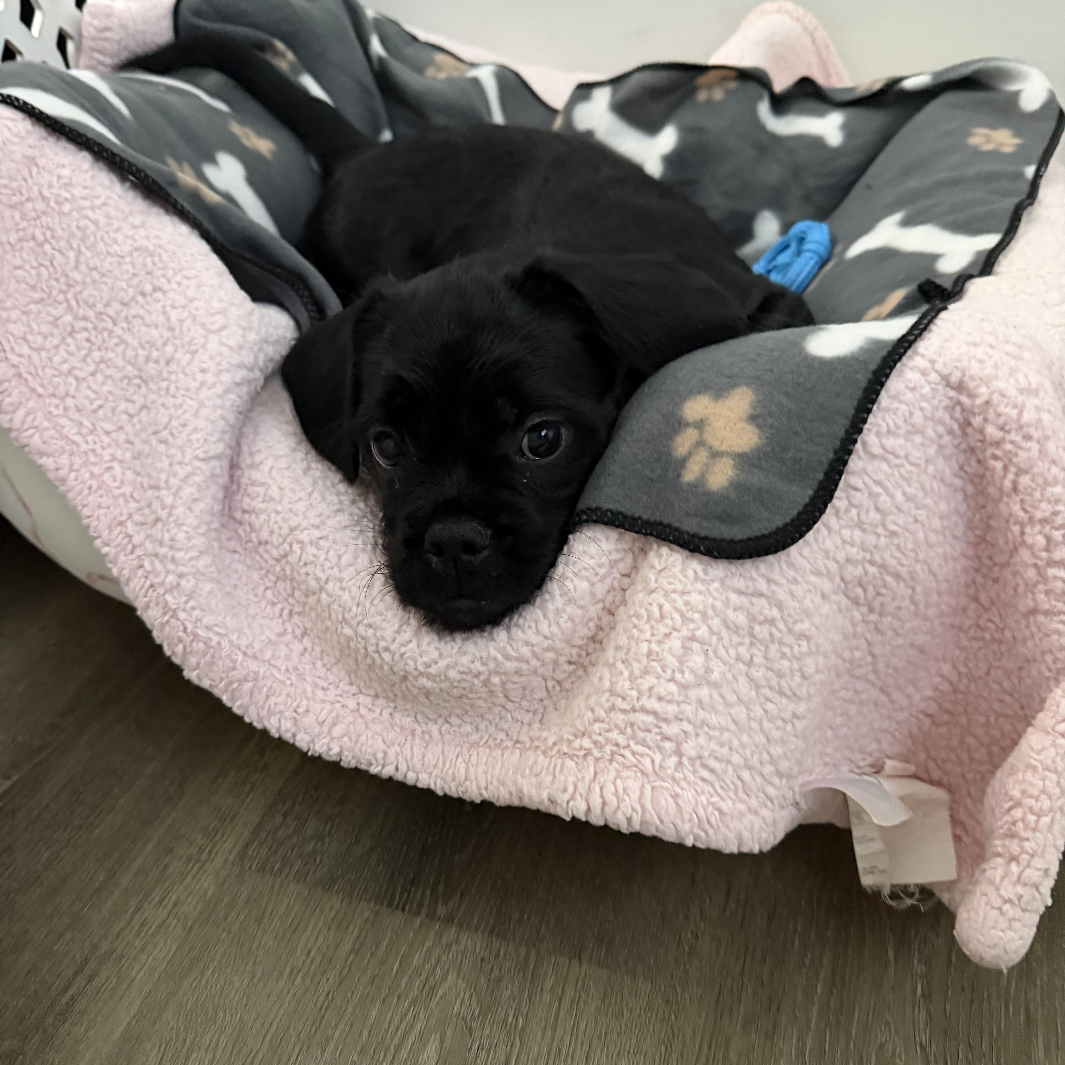 Enlarge Dior, a ADOPTABLE mixed breed in Newfoundland, NJ image 1/5