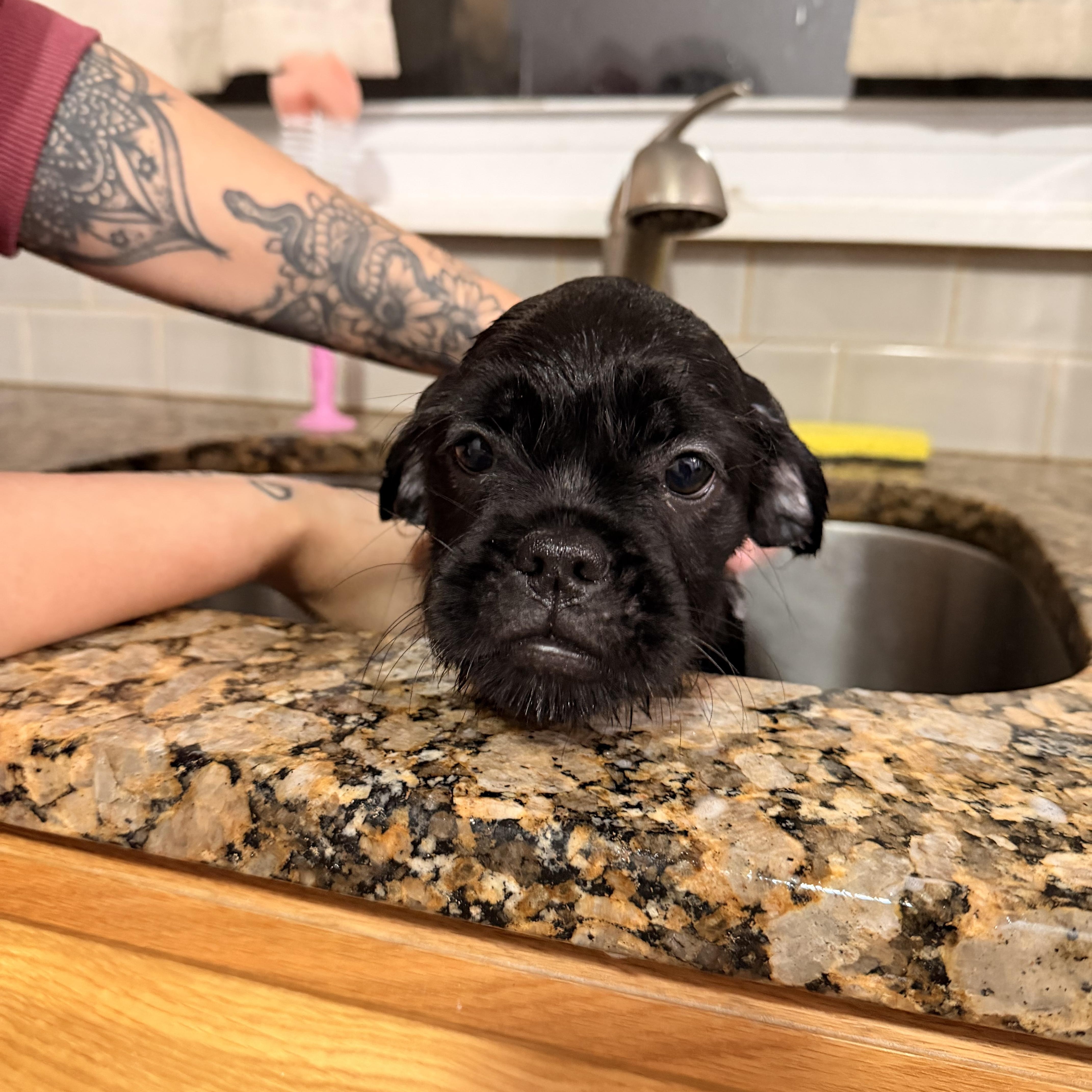 Enlarge Dior, a ADOPTABLE mixed breed in Newfoundland, NJ image 2/5