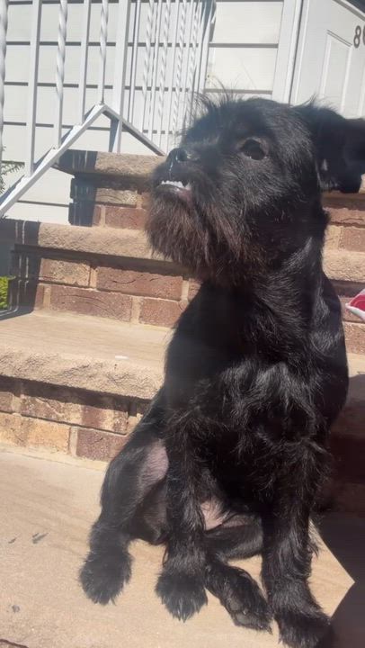 Enlarge Dior, a ADOPTABLE mixed breed in Newfoundland, NJ video 5/5