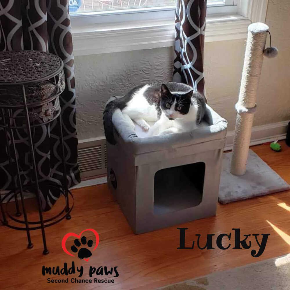 Lucky, a Adoptable Domestic Short Hair in Council Bluffs, IA image 1/2