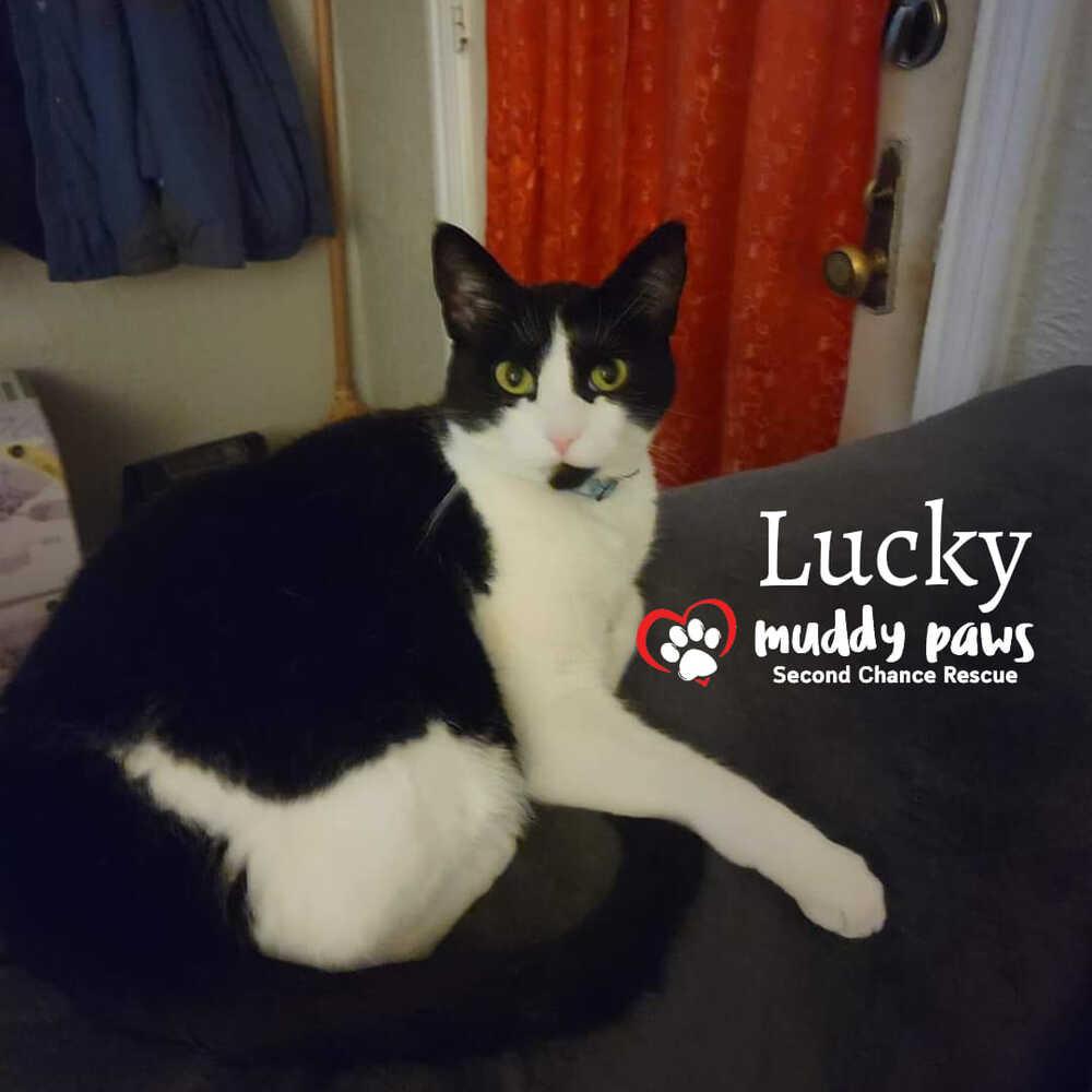 Lucky, a Adoptable Domestic Short Hair in Council Bluffs, IA image 2/2