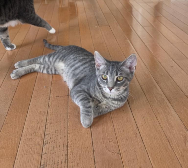 Enlarge EGGNOG, a Adoptable Domestic Short Hair in Hagerstown, MD image 1/1