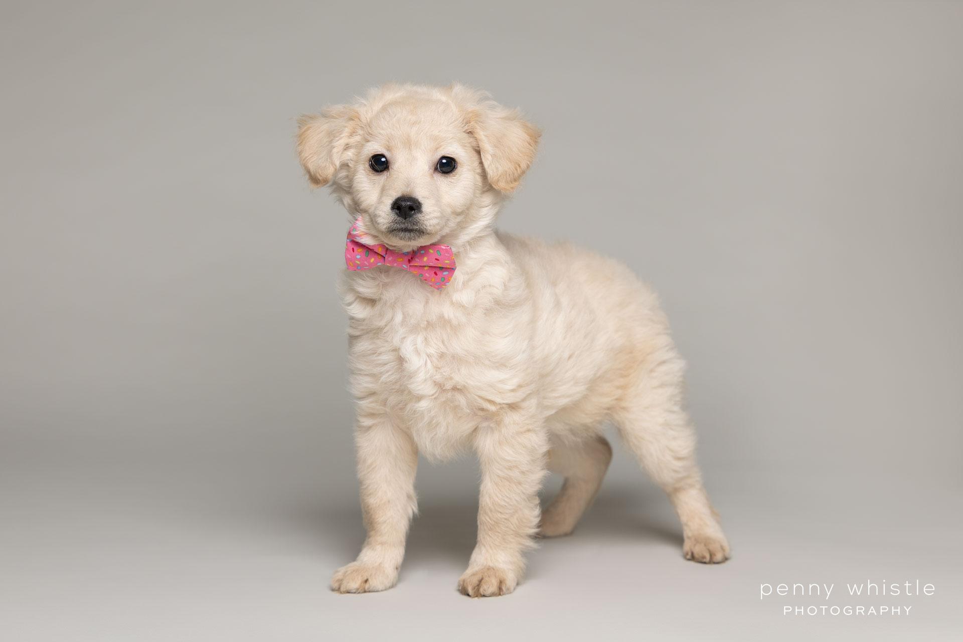 Bryson, Adoptable, Puppy Female Poodle.