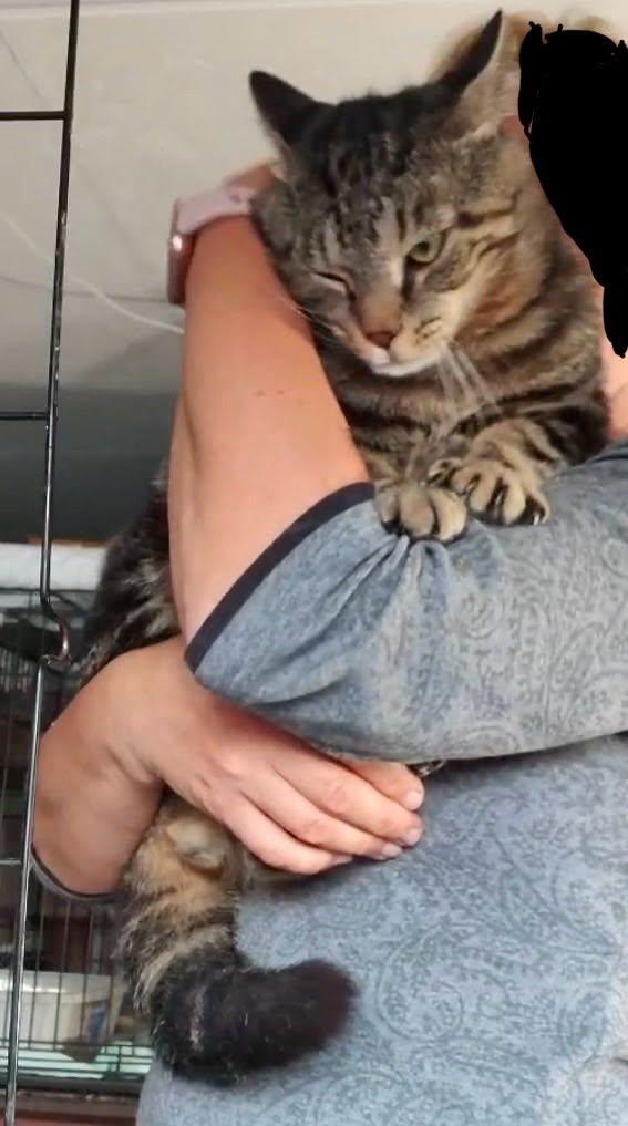 Sweetie, a Adoptable Domestic Short Hair in Johnson City, TN image 3/5