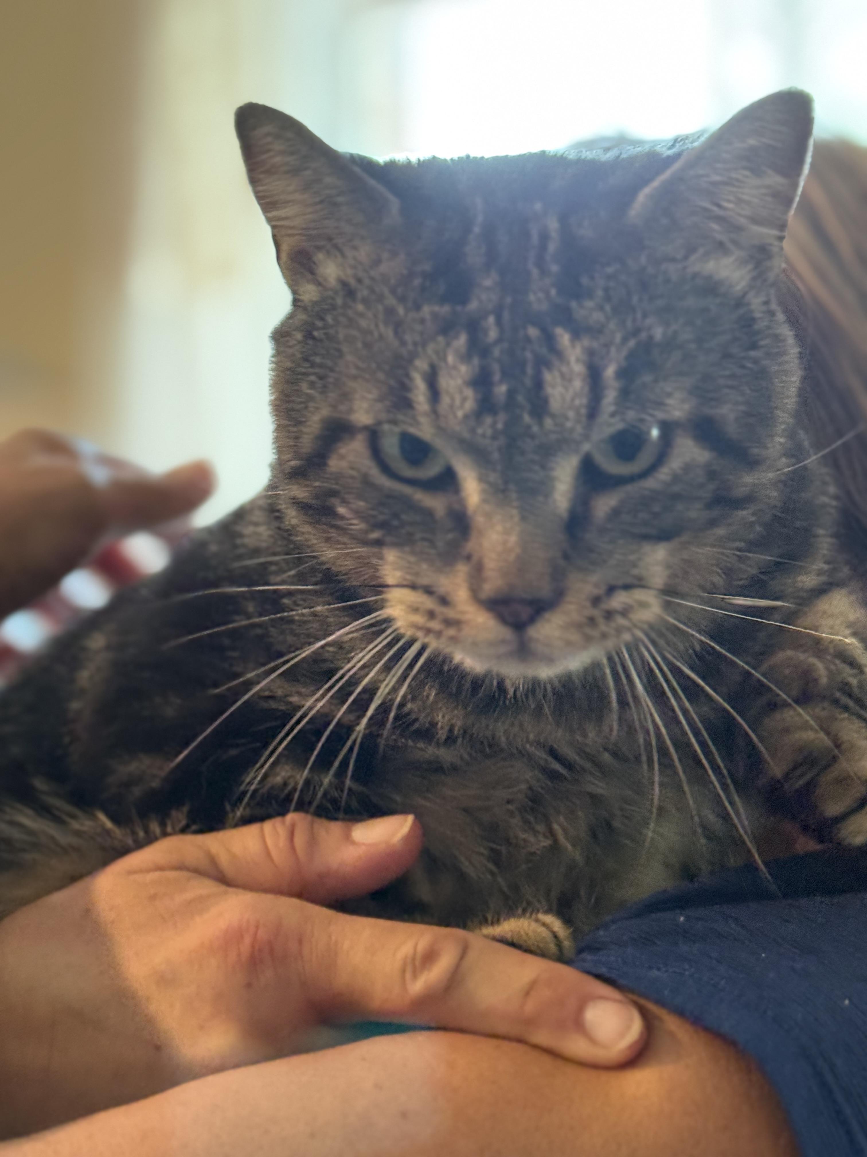 Sweetie, a Adoptable Domestic Short Hair in Johnson City, TN image 2/5