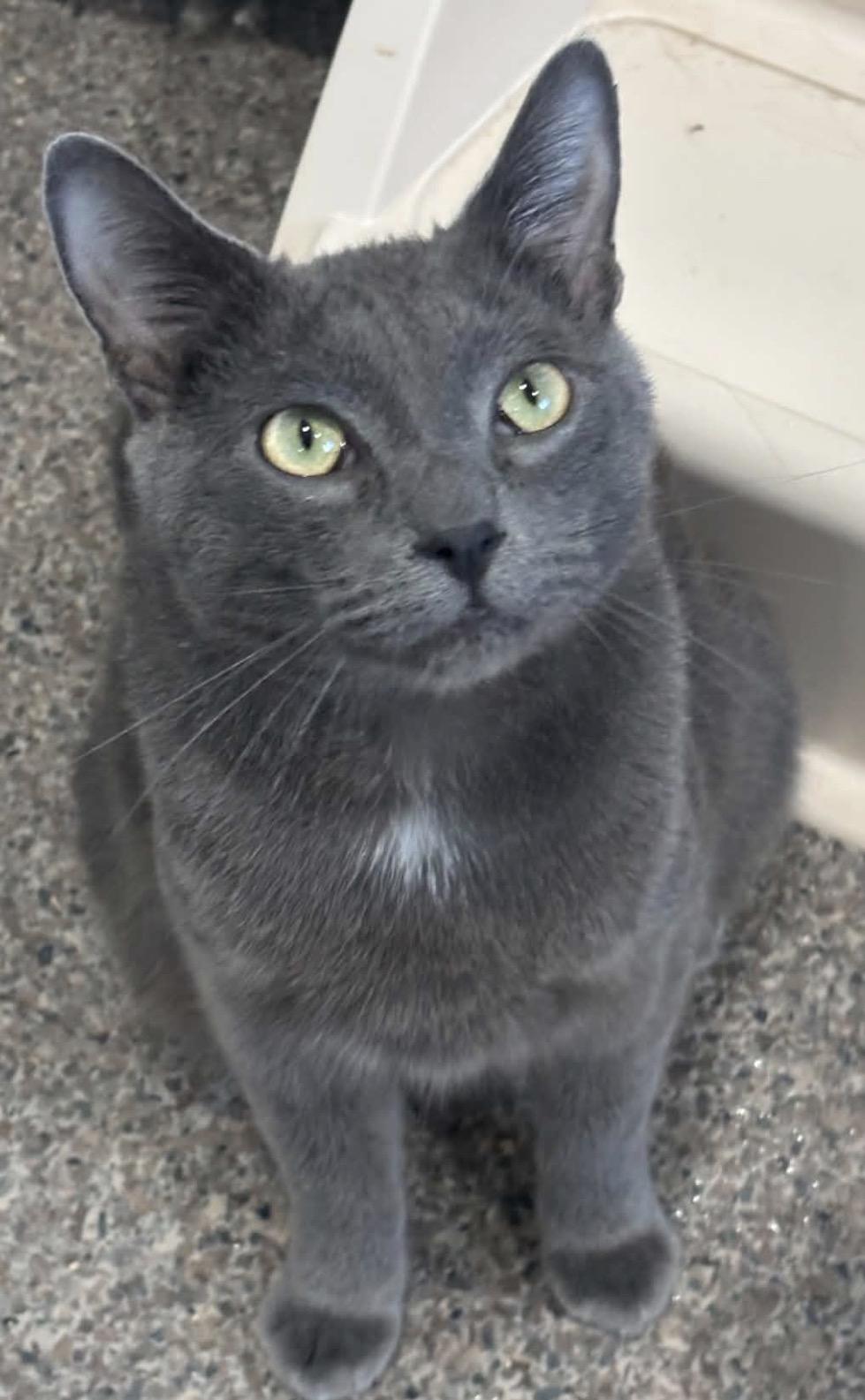 Enlarge Silver, a Adopted Domestic Short Hair in Sault Sainte Marie, MI image 2/2