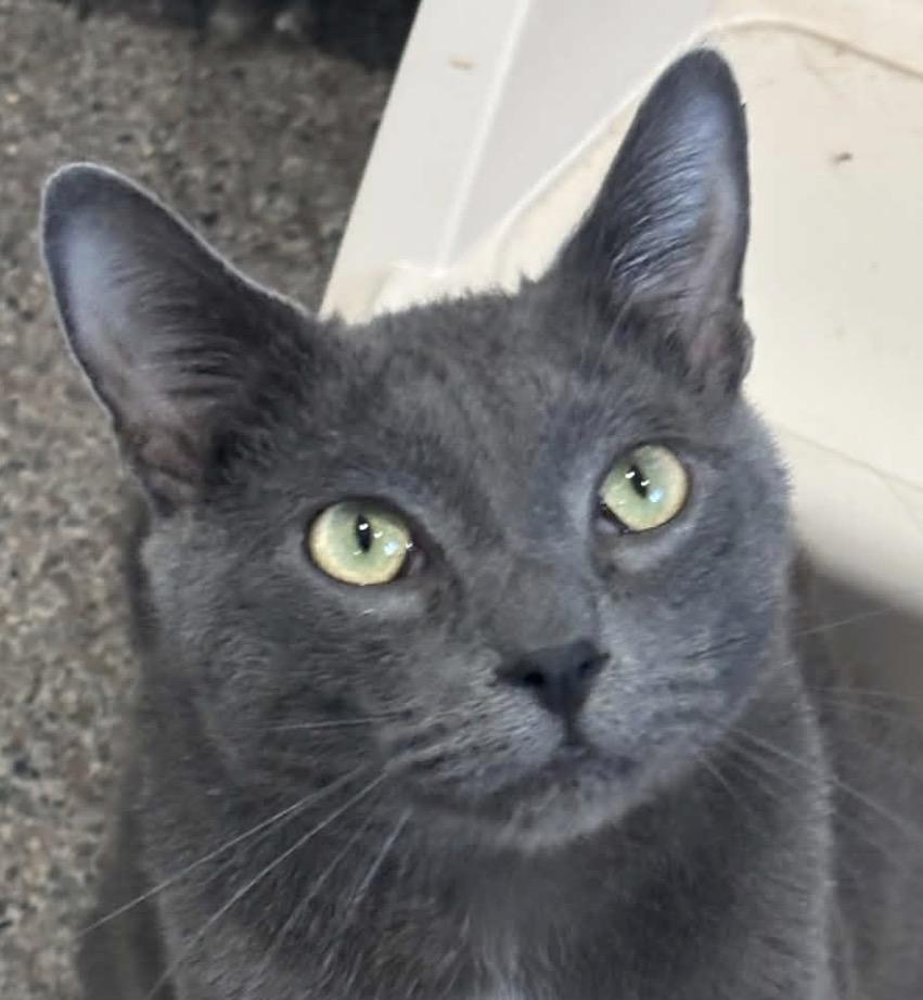Enlarge Silver, a Adopted Domestic Short Hair in Sault Sainte Marie, MI image 1/2