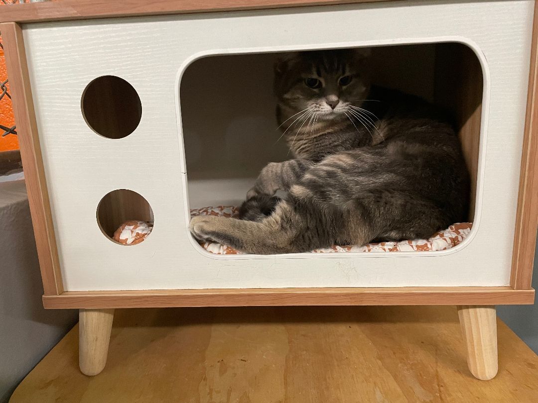 Lola, a Adoptable Domestic Short Hair in Wilder, KY image 1/10