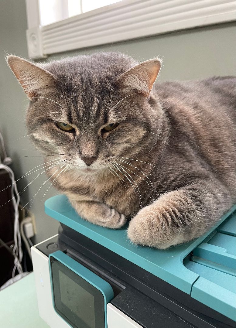 Lola, a Adoptable Domestic Short Hair in Wilder, KY image 2/10