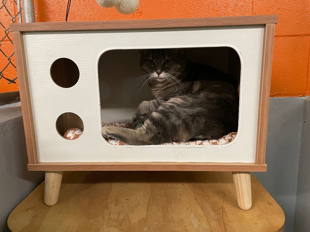 Lola, a Adoptable Domestic Short Hair in Wilder, KY image 3/10