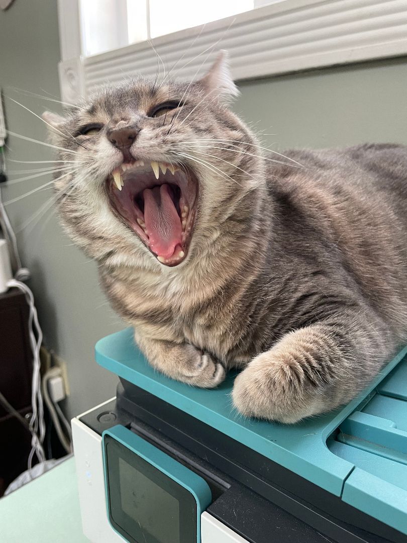 Lola, a Adoptable Domestic Short Hair in Wilder, KY image 4/10