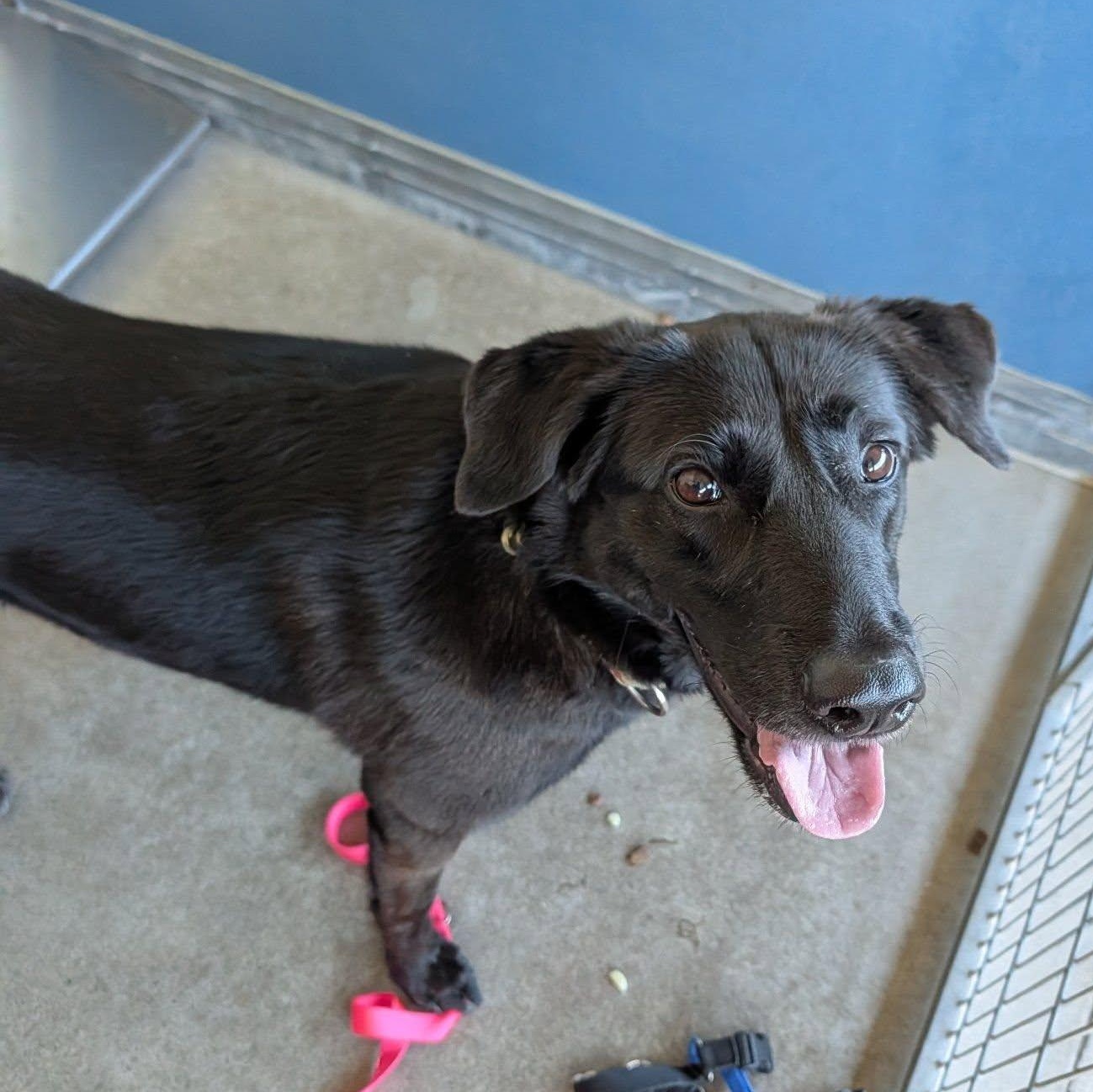 Alita, ADOPTABLE, Young Female Labrador Retriever.