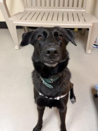 Alita, ADOPTABLE, Young Female Labrador Retriever.