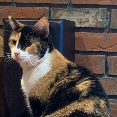 Enlarge Mira, a Adoptable Calico in BURNABY, BC image 1/1