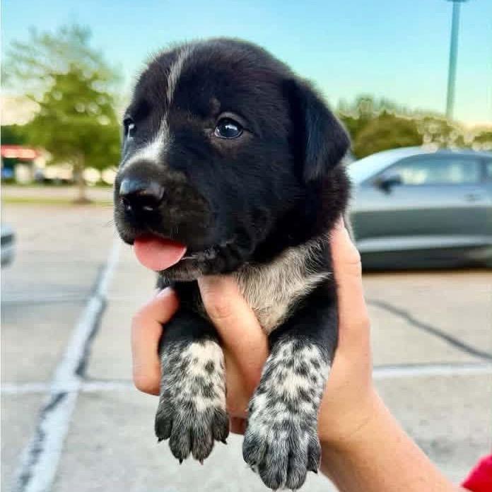 Nitro, Adoptable, Puppy Male Border Collie & Mixed Breed.