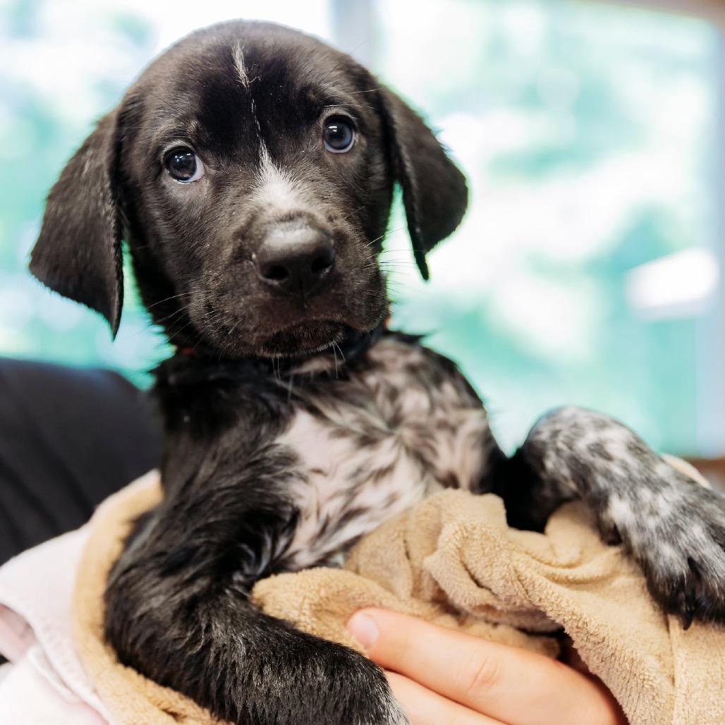 Nitro, a Adoptable mixed breed in Brainerd, MN image 2/2