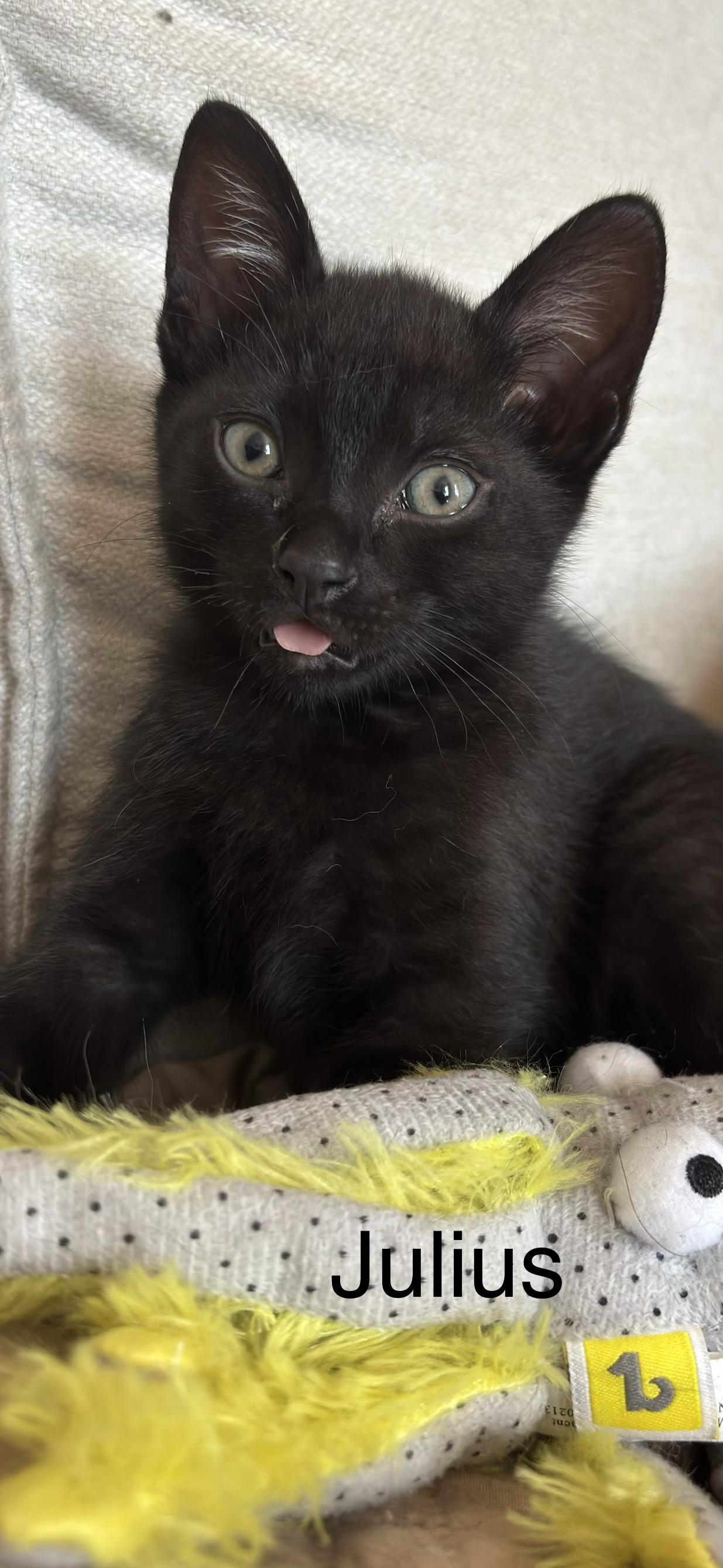 Enlarge Julius, a Adopted Domestic Short Hair in Montreal, QC image 1/1