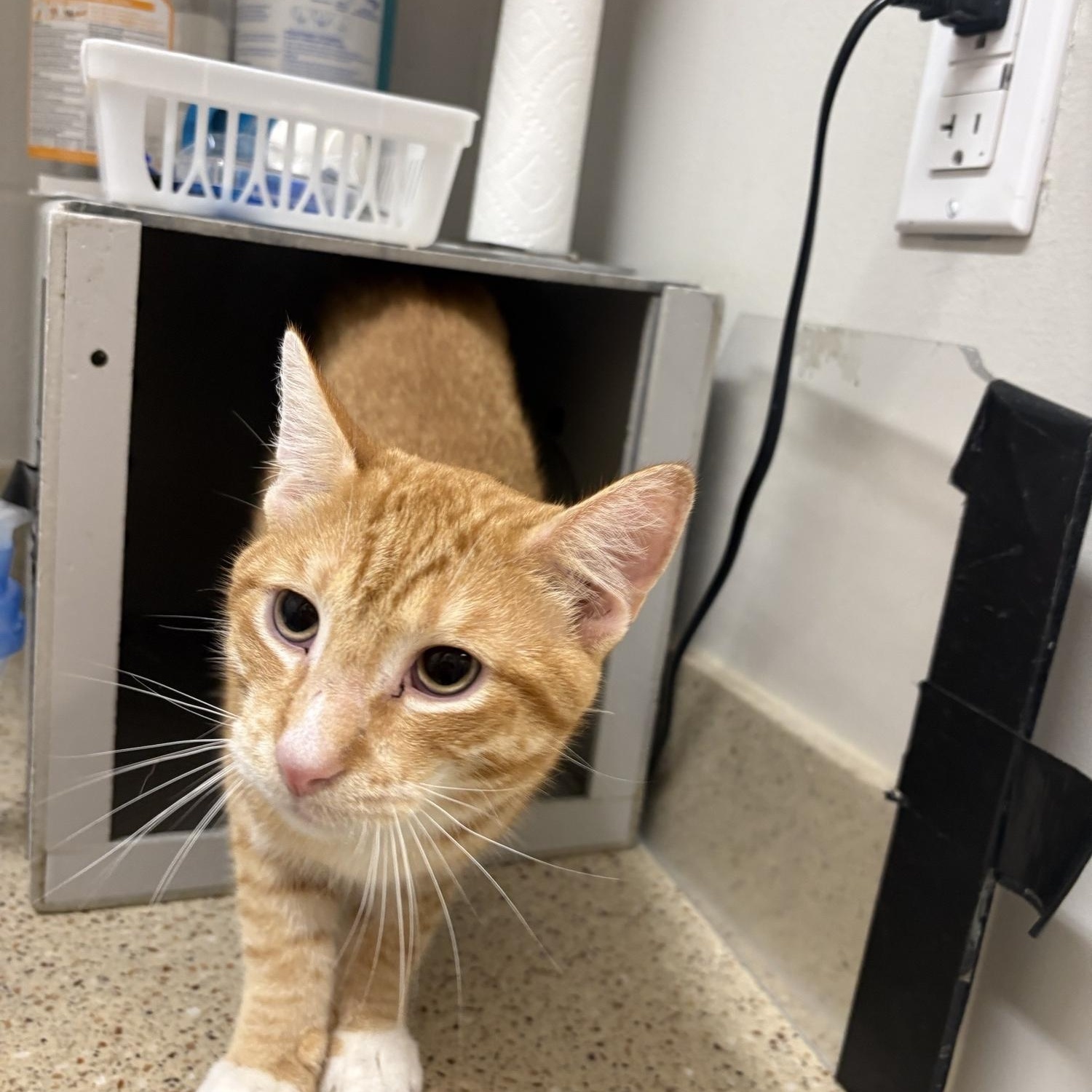 Enlarge Frank , a ADOPTABLE Domestic Short Hair in Saint Charles, MO image 1/3