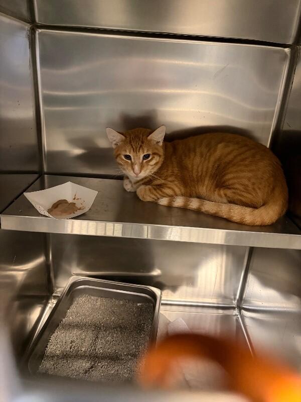 Enlarge Frank , a ADOPTABLE Domestic Short Hair in Saint Charles, MO image 3/3