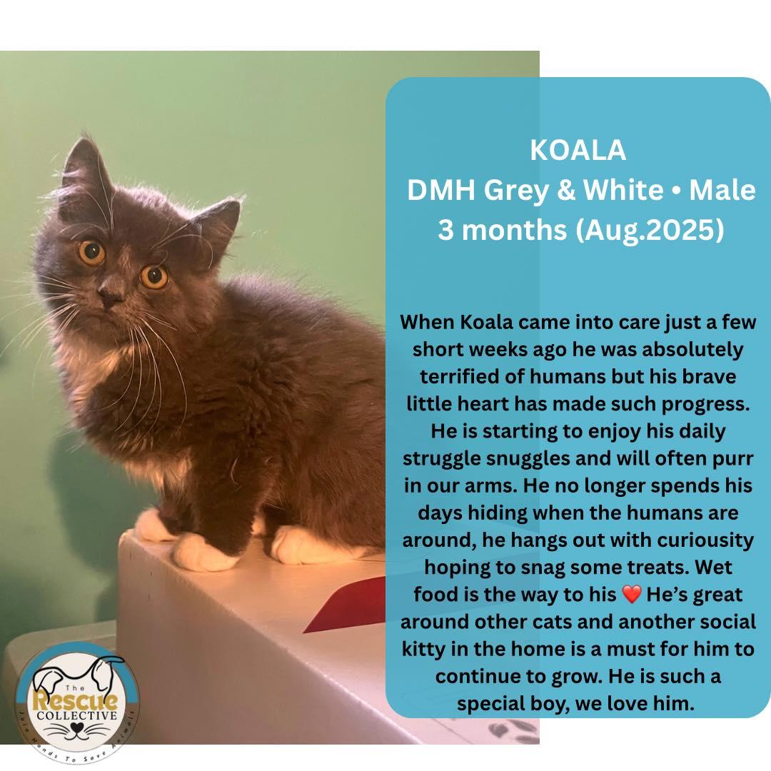 Koala, an adoptable Domestic Medium Hair in Clive, AB, T0C 0Y0 | Photo Image 1