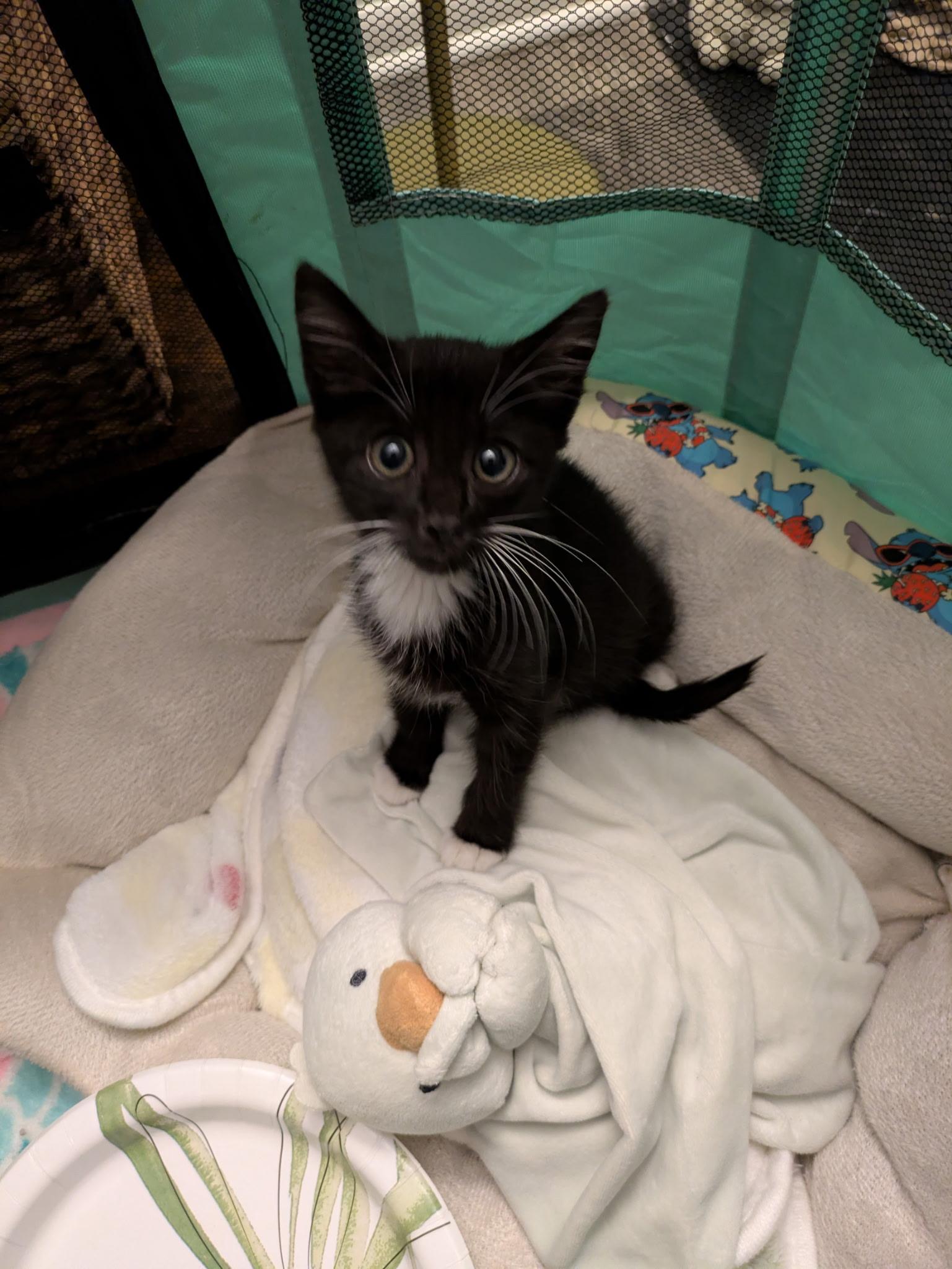 Arwin, Adoptable, Kitten Female American Shorthair.