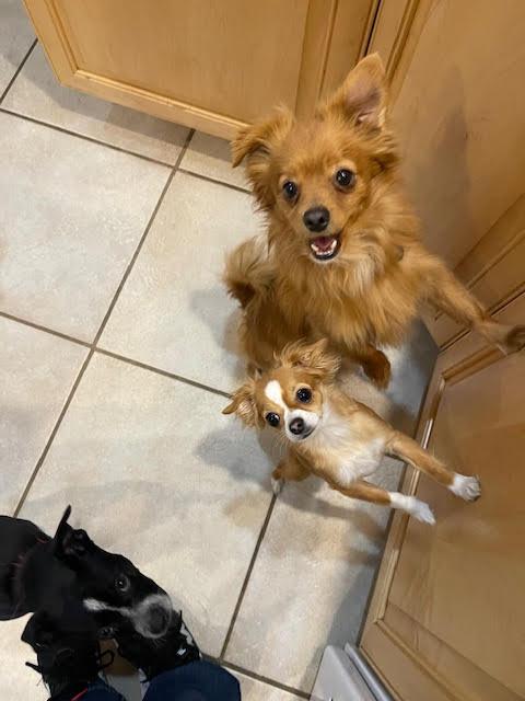 Enlarge Pippin, a ADOPTABLE Chihuahua in Salt Lake City, UT image 3/6