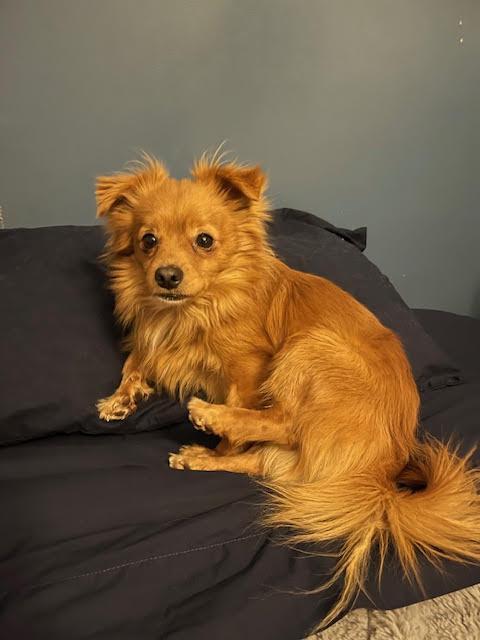 Enlarge Pippin, a ADOPTABLE Chihuahua in Salt Lake City, UT image 2/6