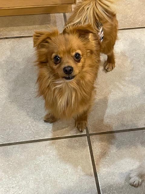 Enlarge Pippin, a ADOPTABLE Chihuahua in Salt Lake City, UT image 5/6