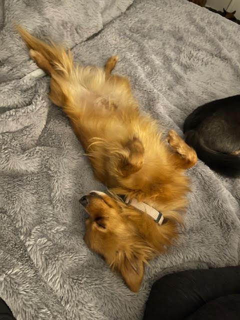 Enlarge Pippin, a ADOPTABLE Chihuahua in Salt Lake City, UT image 6/6