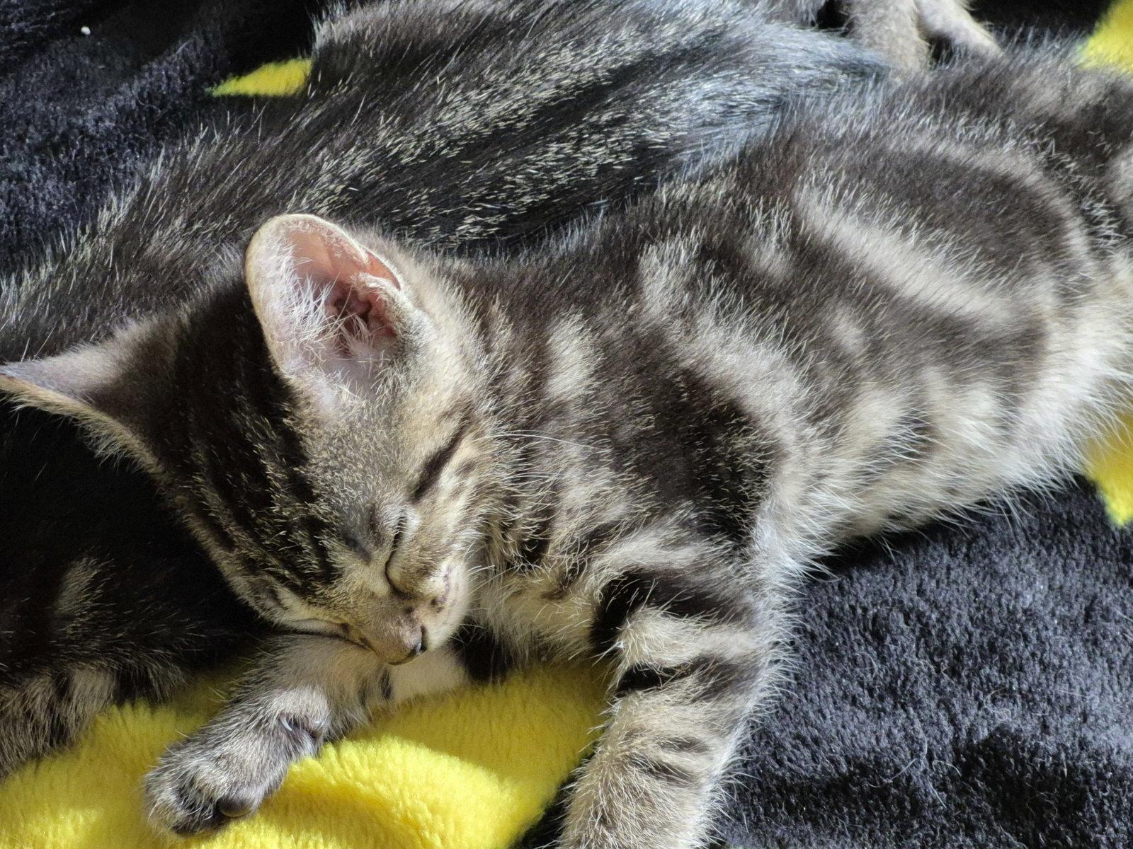 Smudge, Adopted, Kitten Male Domestic Short Hair.