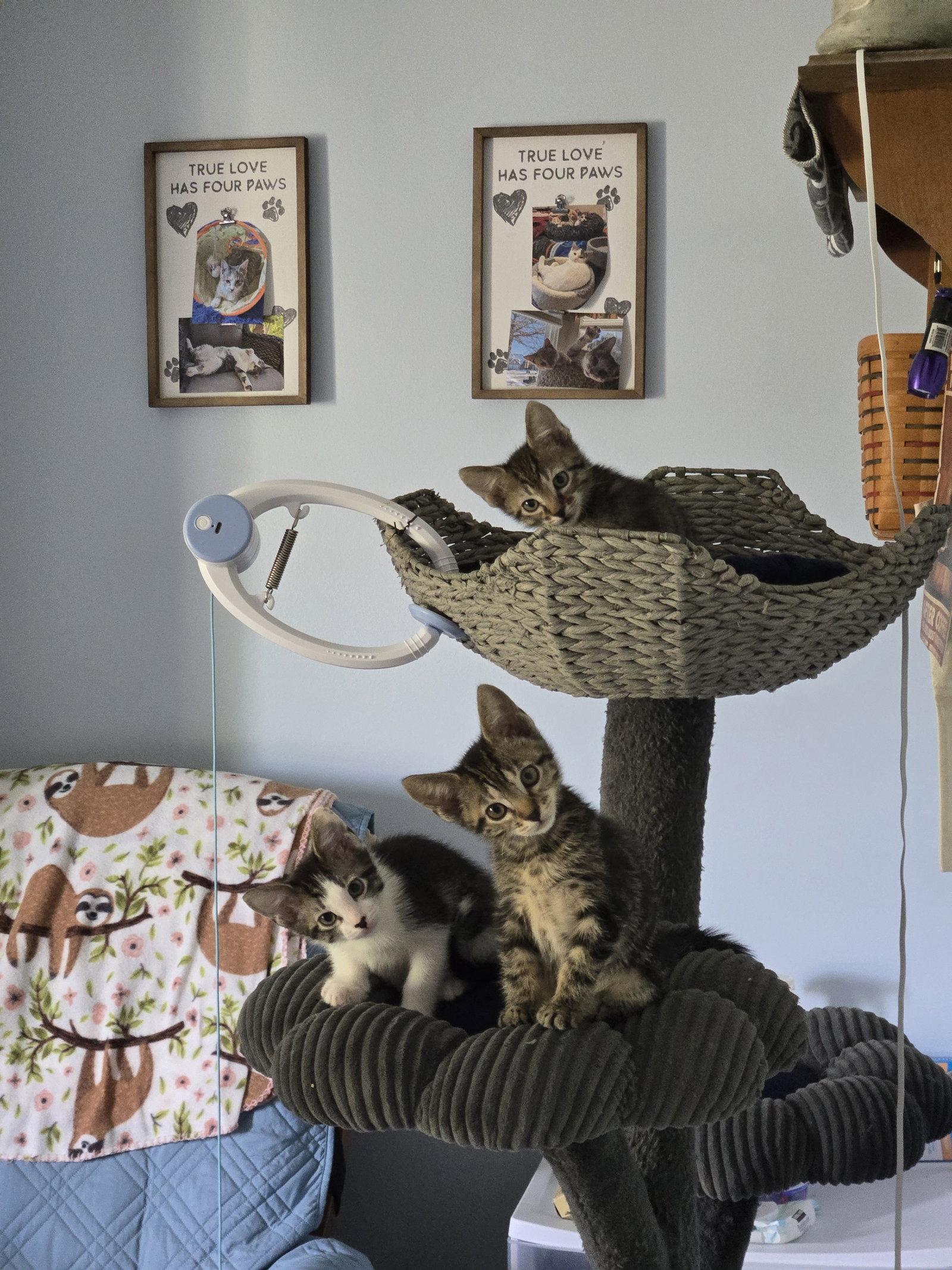 Smudge, a Adopted Domestic Short Hair in Wheaton, IL image 2/3