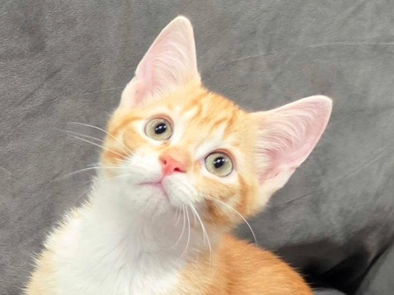 Raine - SEE ME @ PETCO! photo