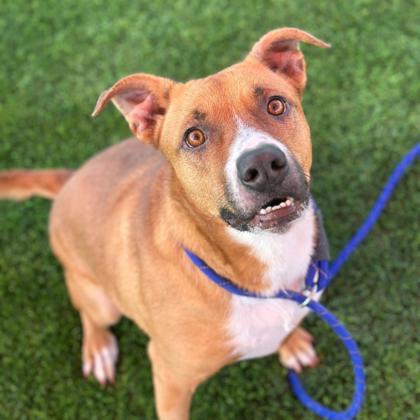 Luna, Adoptable, Adult Female German Shepherd Dog & Mixed Breed.