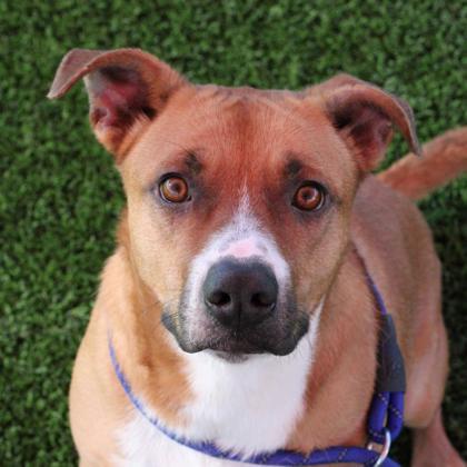 Enlarge Luna, a Adoptable mixed breed in El Paso, TX image 2/3