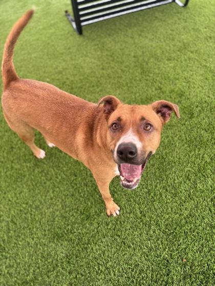 Enlarge Luna, a Adoptable mixed breed in El Paso, TX image 3/3