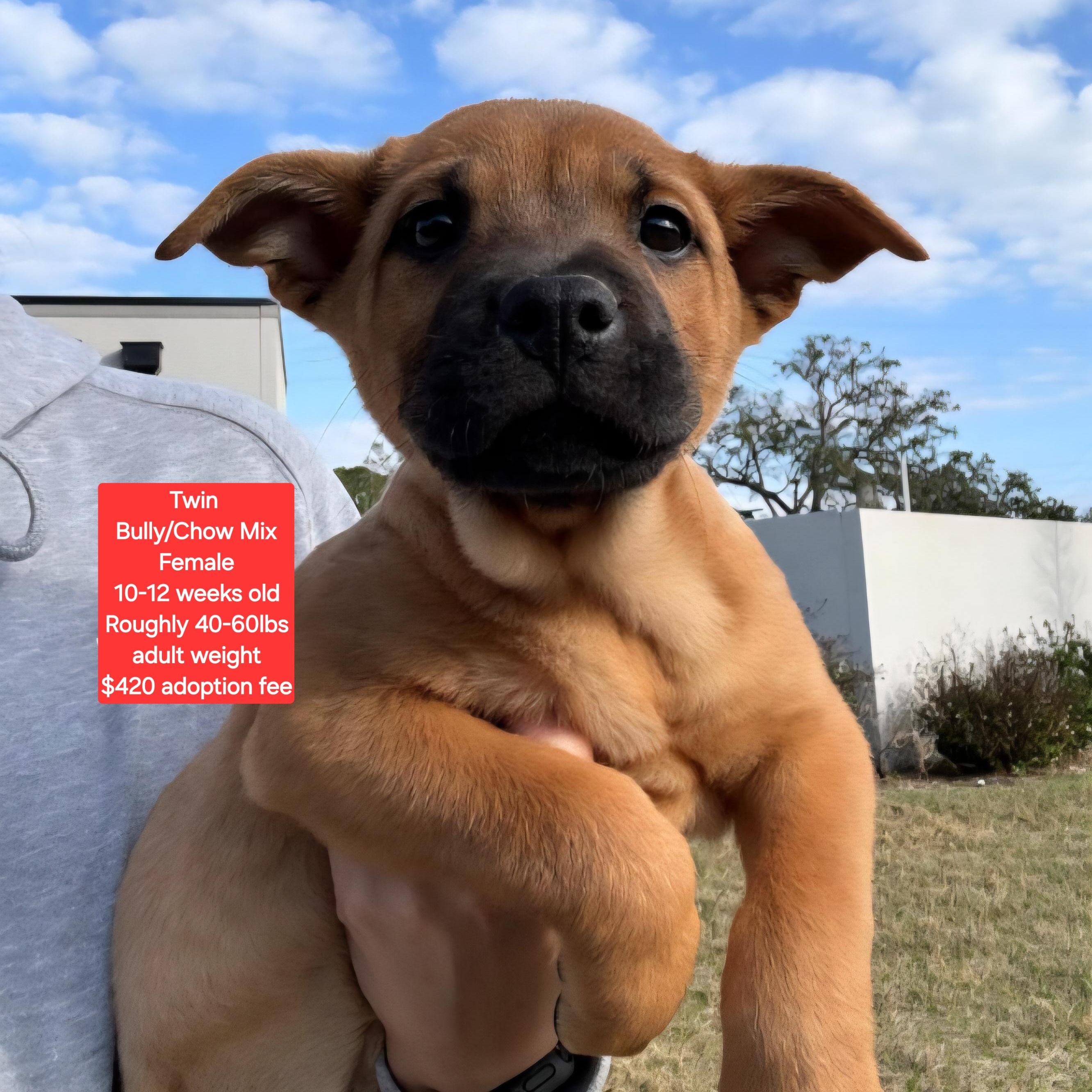 Twin, ADOPTABLE, Puppy Female American Bully & Chow Chow.