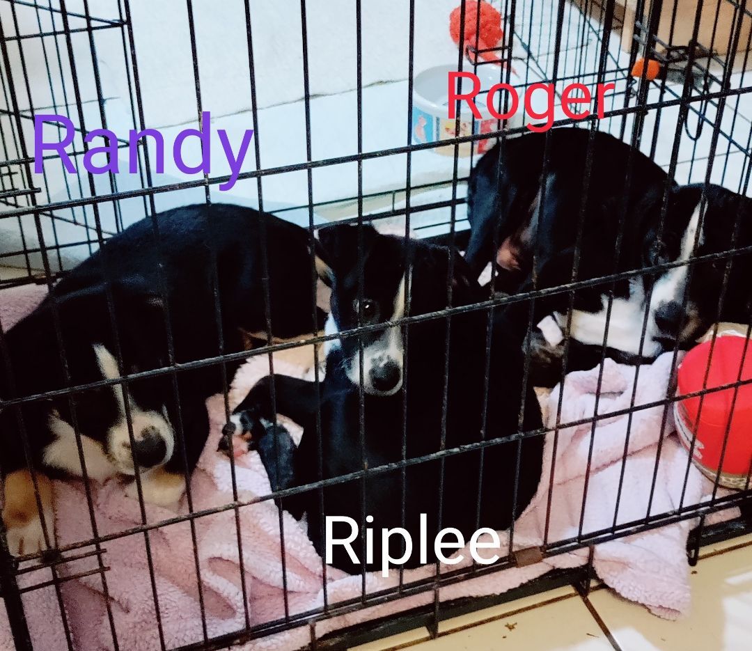 Roger, Adopted, Puppy Male Australian Shepherd & Beagle.