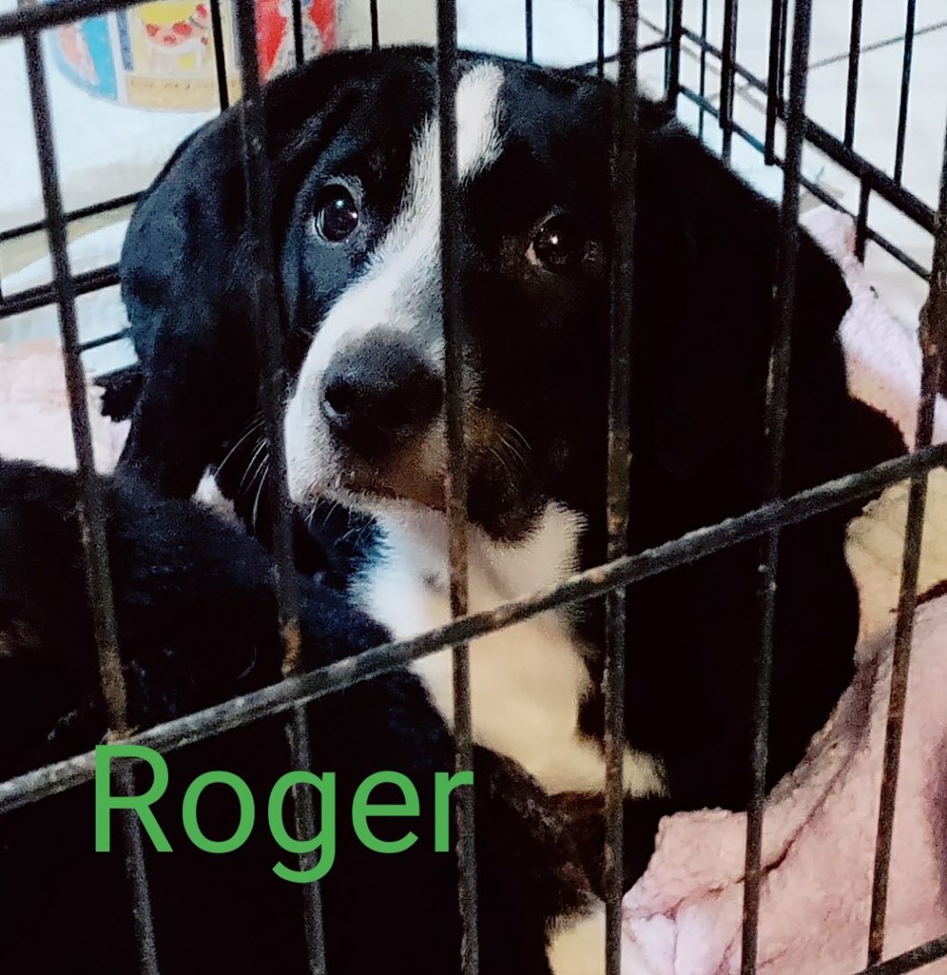 Enlarge Roger, a Adopted mixed breed in Saint Louis, MO image 2/10