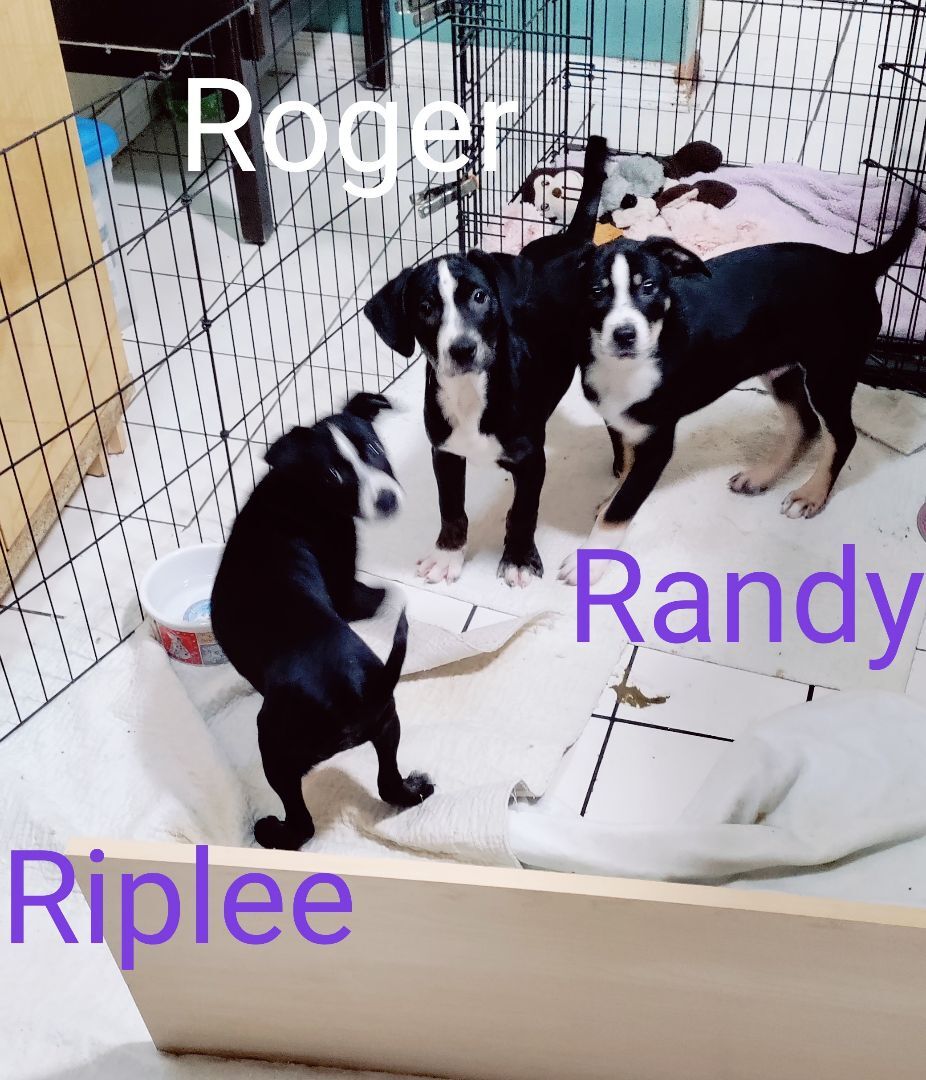 Enlarge Roger, a Adopted mixed breed in Saint Louis, MO image 3/10