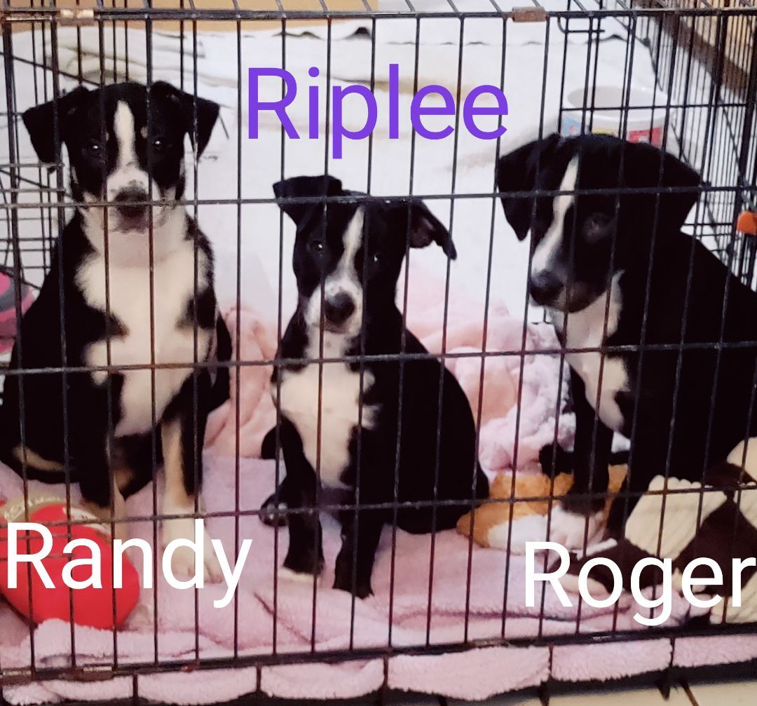 Enlarge Roger, a Adopted mixed breed in Saint Louis, MO image 5/10