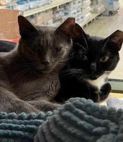Enlarge Angel & Tommie , a ADOPTABLE Domestic Short Hair in Canton, MA image 1/5