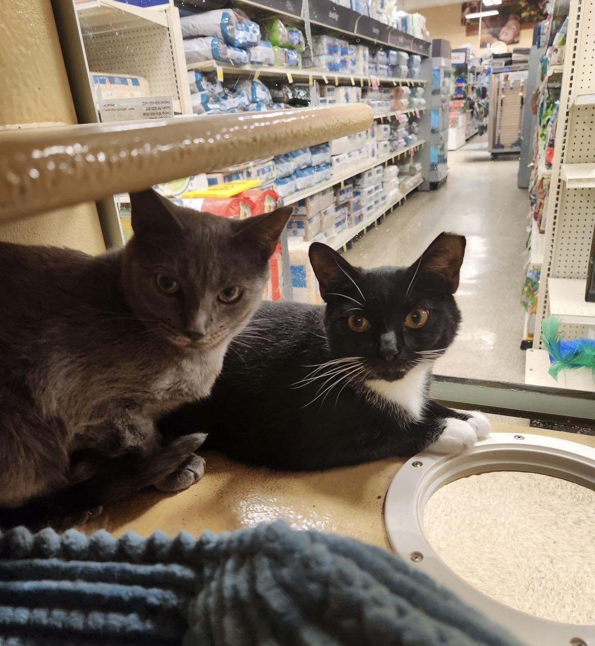 Enlarge Angel & Tommie , a ADOPTABLE Domestic Short Hair in Canton, MA image 5/5