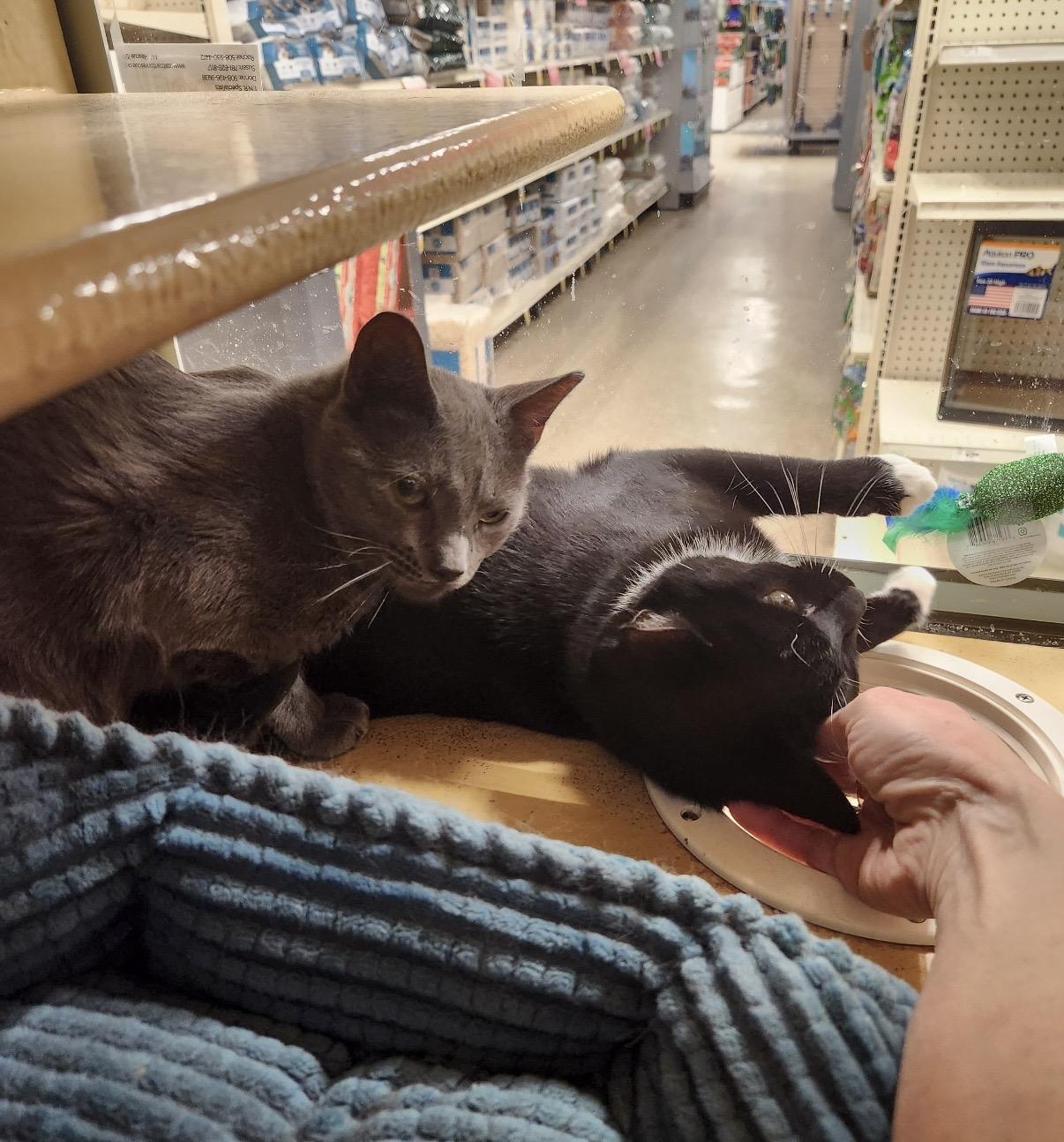 Enlarge Angel & Tommie , a ADOPTABLE Domestic Short Hair in Canton, MA image 3/5