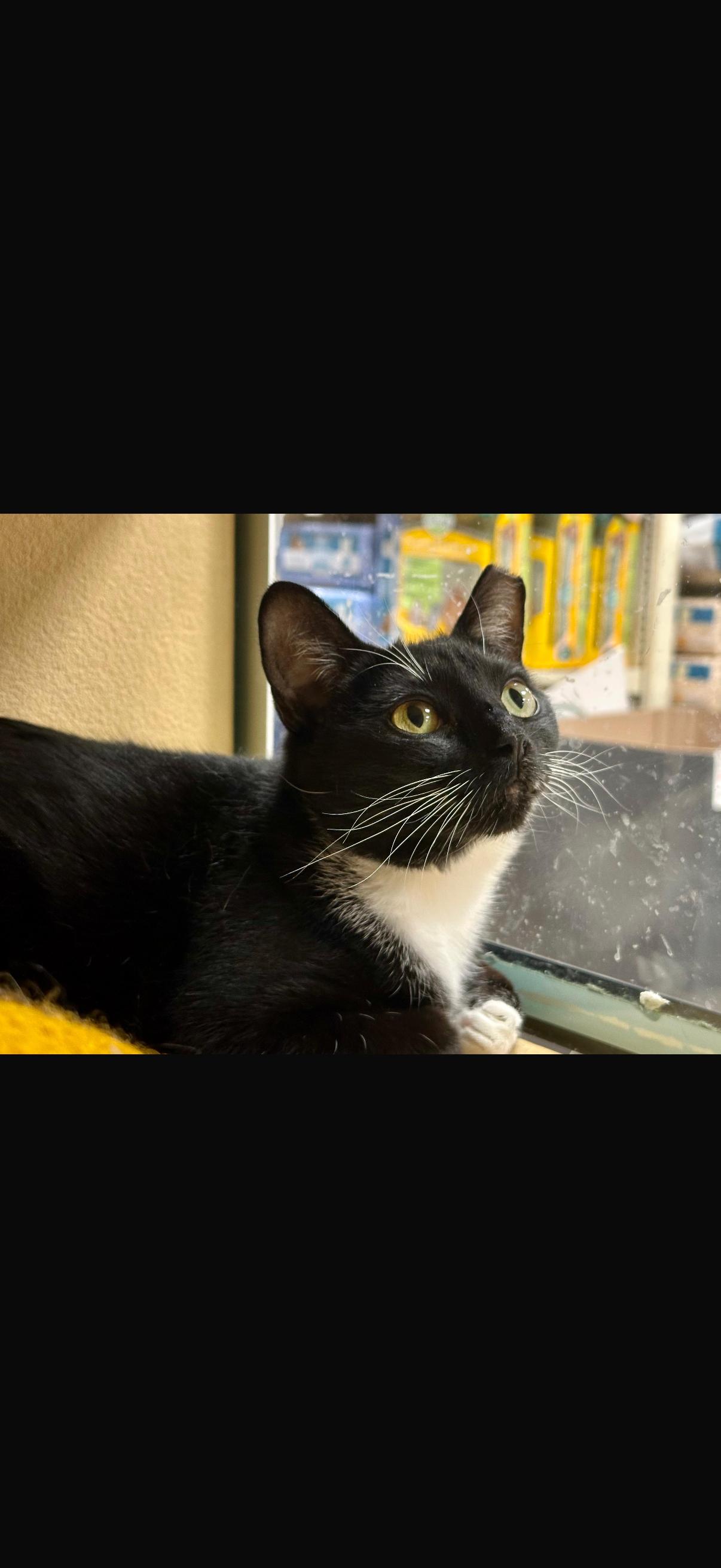 Enlarge Angel & Tommie , a ADOPTABLE Domestic Short Hair in Canton, MA image 2/5