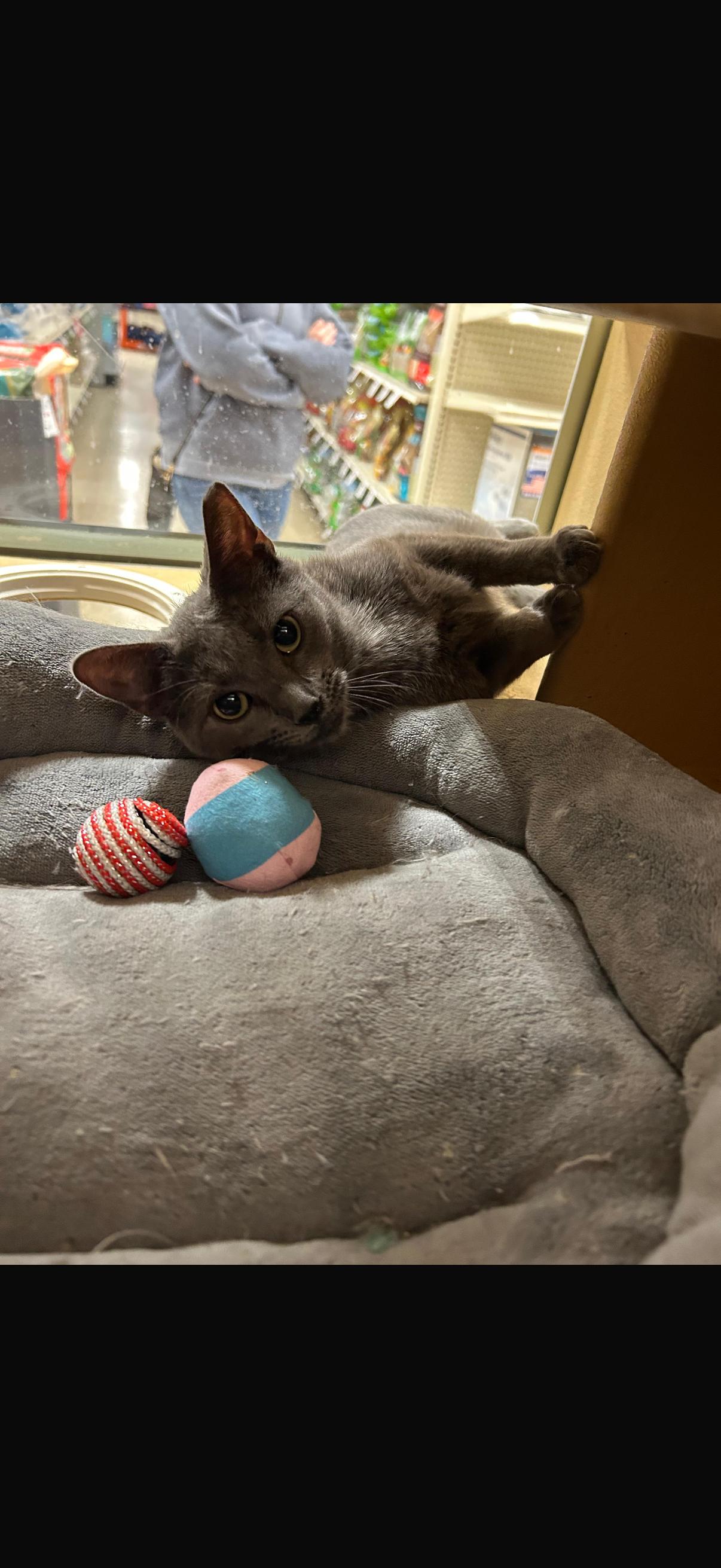 Enlarge Angel & Tommie , a ADOPTABLE Domestic Short Hair in Canton, MA image 4/5